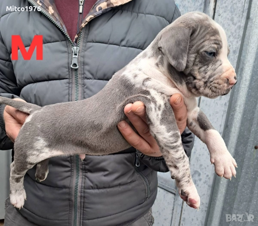 Питбул-Pitbul, снимка 1