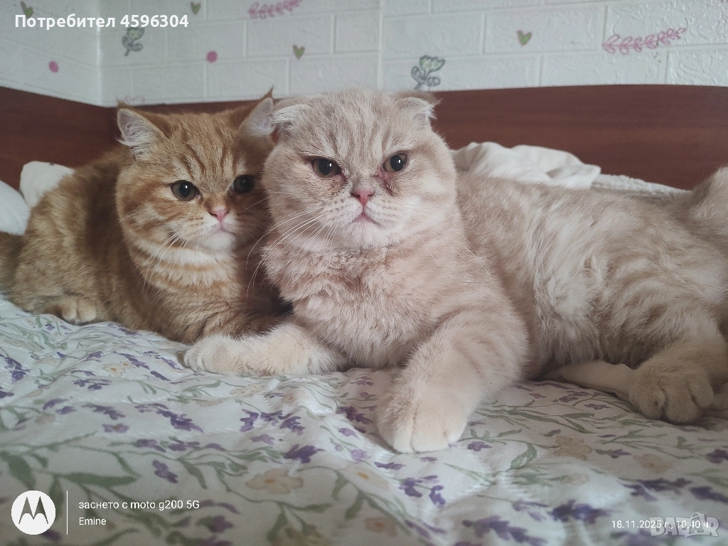 Британски котенца , снимка 1