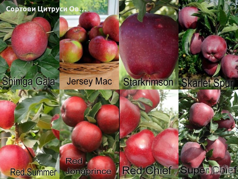 Ябълки Сортове, снимка 1