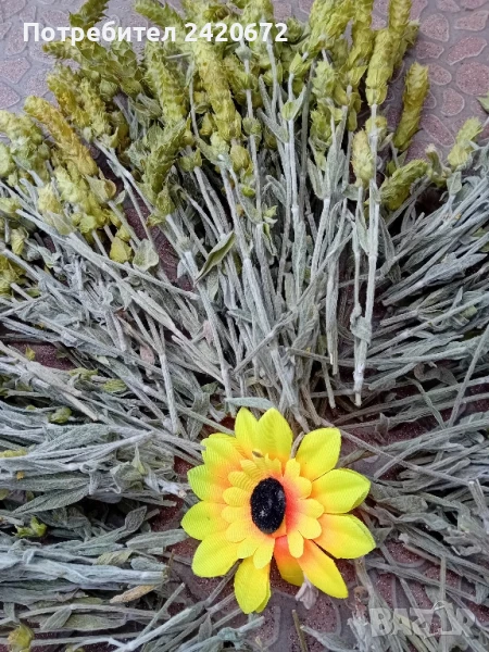 био  мурсалски  чай, снимка 1