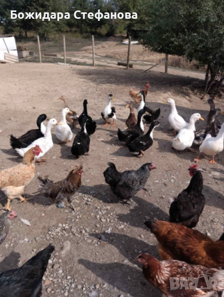 Селски Юрдечки тъкмо пронесли, снимка 1