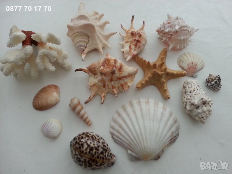 Морска красота за декорация, снимка 1