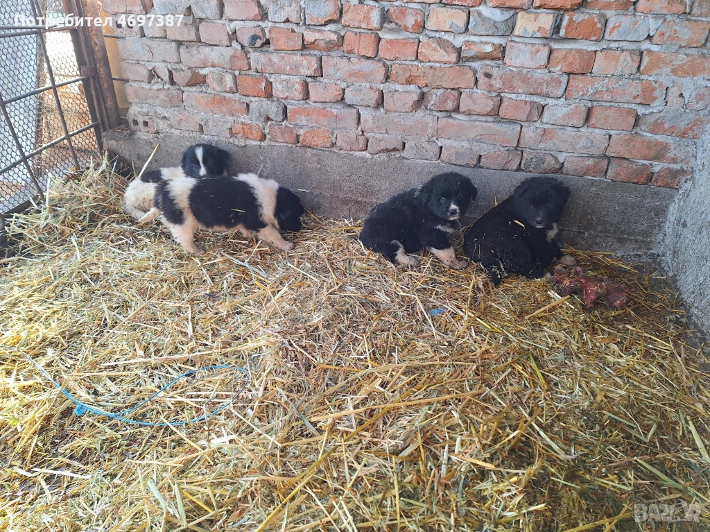 Продавам малки каракачанки, снимка 1