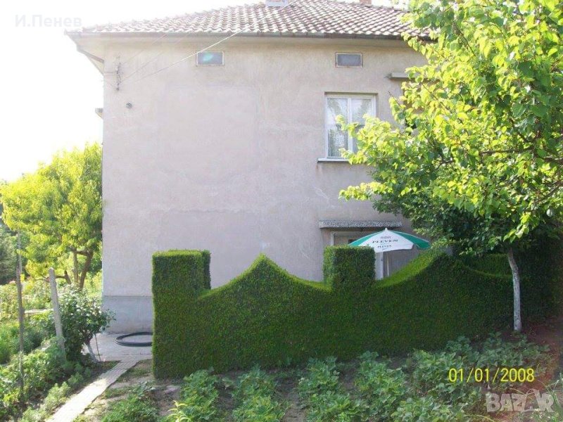 Расад за жив плет, снимка 1