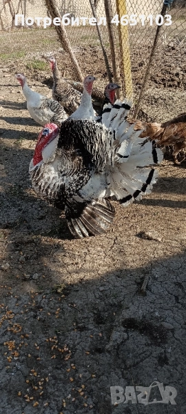 Черен петък - Пуйки и Пуяци, снимка 1