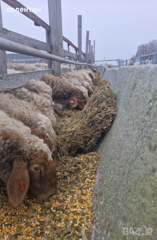 Овце млечно направление, снимка 1