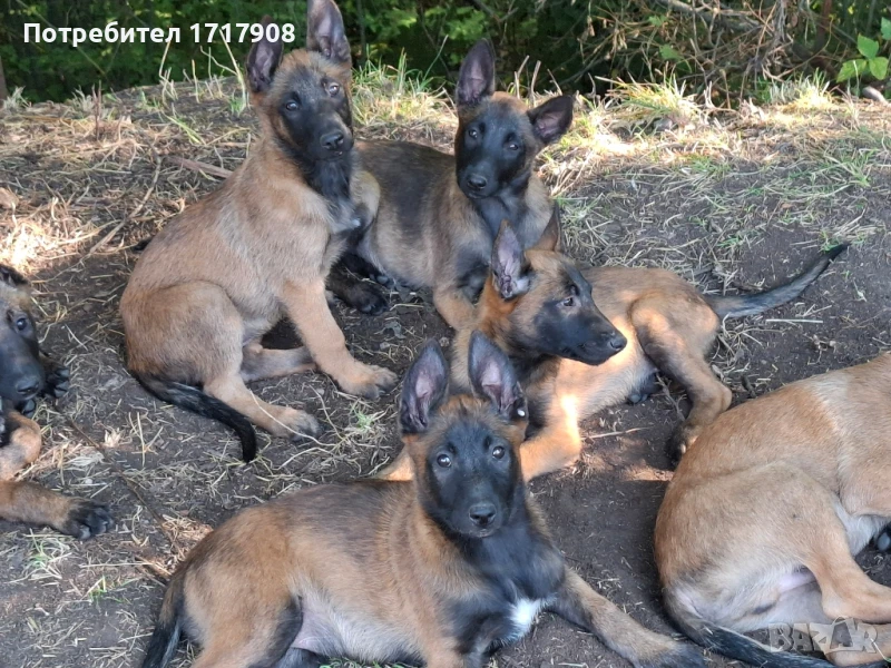 Белгийски овчарки малиноа, снимка 1
