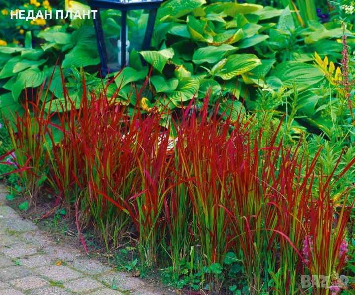 Императа "Червен барон", снимка 1