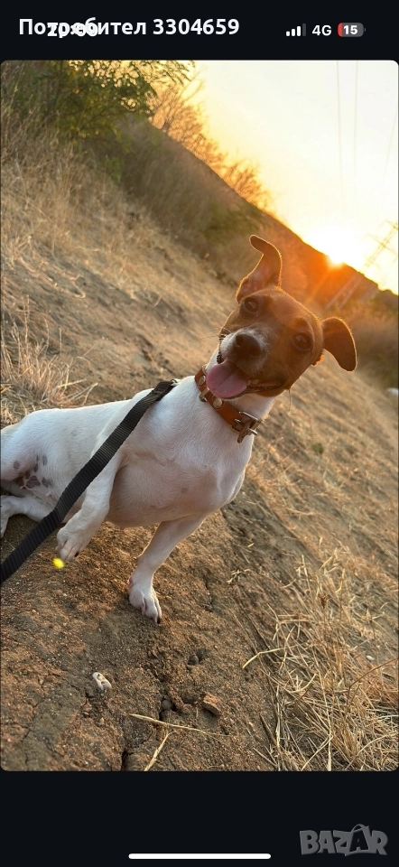 Подарявам куче Джак Райън , снимка 1