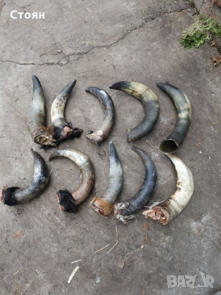 Кравешки рога , снимка 1