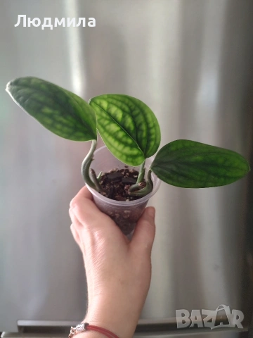 Епипремнум Марбел Планет