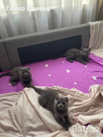 Три британки търсят, снимка 1