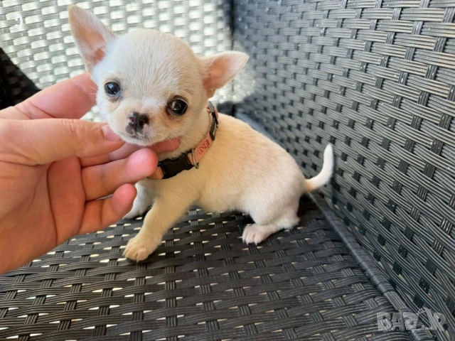 Чихуахуа Актуално от 16.3.2026, снимка 4 - Чихуахуа - 53855081