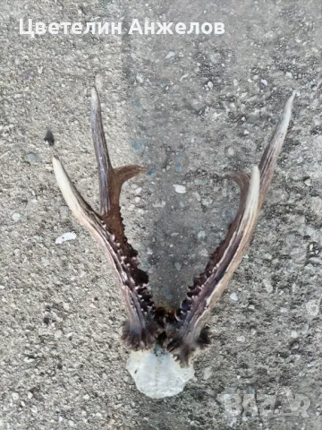 Рога за декорация 