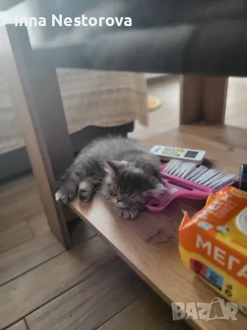 Персийски котарак , снимка 3 - Персийска - 55937868