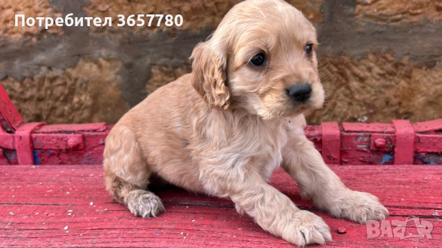 Кокер шпанол, снимка 5 - Кокер шпаньол - 53756364