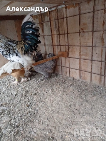 Струмски Бантам, снимка 5 - Кокошки и пуйки - 53229659