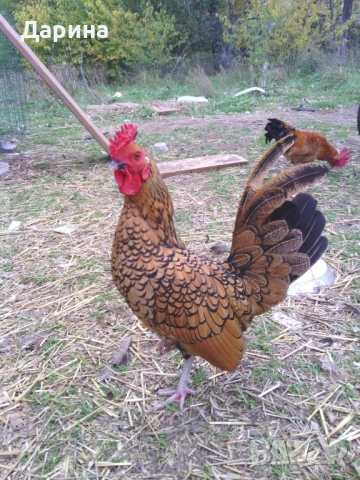 Оплодени яйца от декоративи кокошки златен Зибрайт