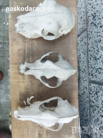 Череп, черепи за декорация, снимка 2 - Декорация за дома - 39432640