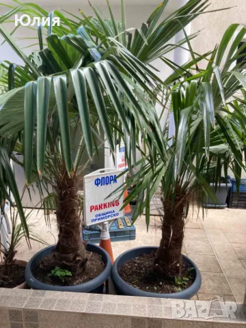 Студоустойчиви Палми Трахикарпус, снимка 7 - Градински цветя и растения - 49879195