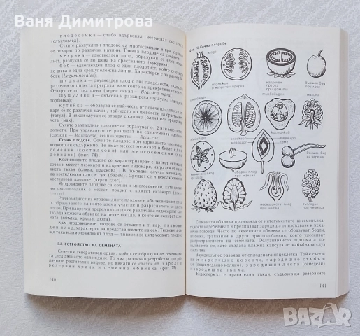 Ботаника Учебник по ботаника , снимка 3 - Учебници, учебни тетрадки - 49946355
