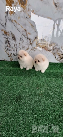 Померани със и без родословие, снимка 2 - Померан - 40676047