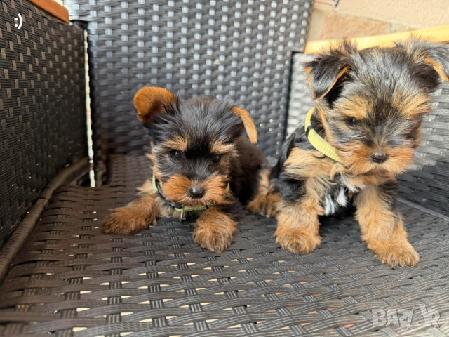 Йоркширски териер Актуално от 19.12.2025, снимка 10 - Йоркширски териер - 52839494