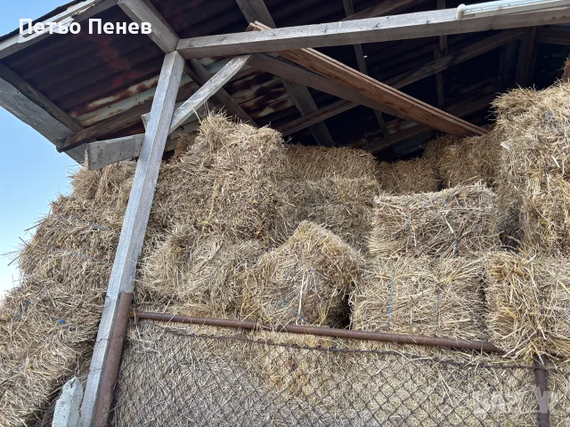 Таз годишни бали