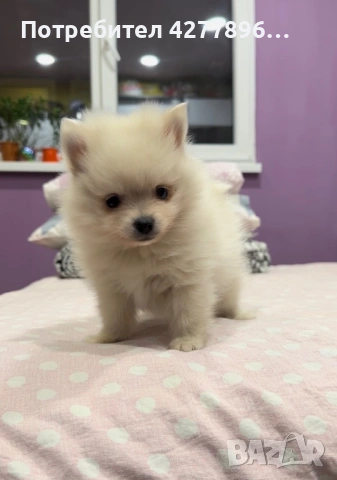 Померан , снимка 2 - Померан - 53680027