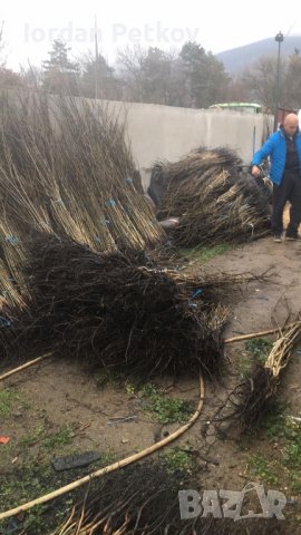 Орехови фиданки, снимка 8 - Други - 38424864