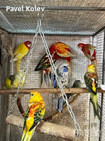 папагали на добри цени , снимка 16 - Папагали - 49417849