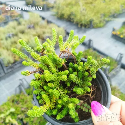 Седум Лидиум, Sedum Lydium, студоустойчив, многогодишен, снимка 5 - Градински цветя и растения - 47389224