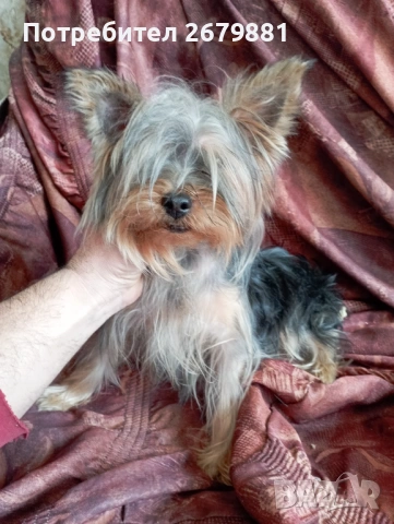 Йоркширски териер , снимка 2 - Йоркширски териер - 53785393