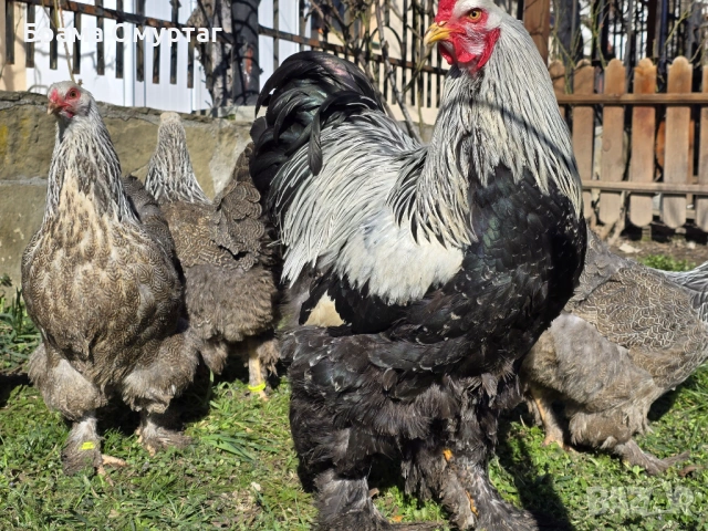 Продавам разплодни яйца от Сребърна Брама [Dark Brahma], снимка 3 - Кокошки и пуйки - 53811097