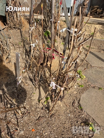 Хортензия , розова , снимка 3 - Разсади - 53745083