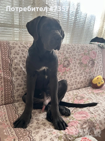 Кане Корсо, снимка 7 - Кане корсо - 53451261