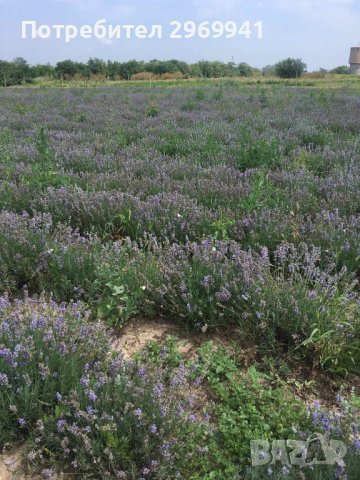  Разсад лавандула на едро и дребно, снимка 14 - Градински цветя и растения - 31696645