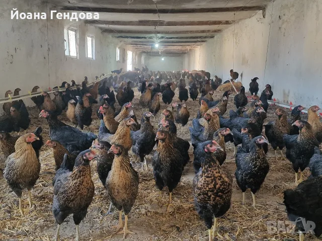 Кокошки Супер Харко , снимка 2 - Кокошки и пуйки - 56067138