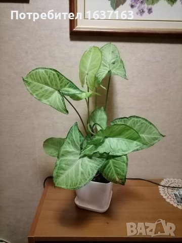 Сингониум, снимка 1