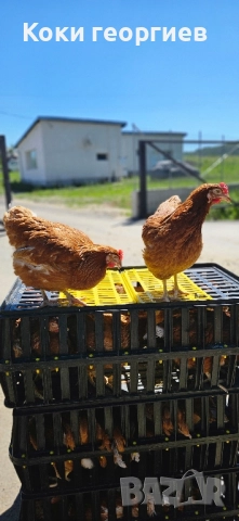 продавам кокошки носачки ломан Браун за яйца , снимка 1