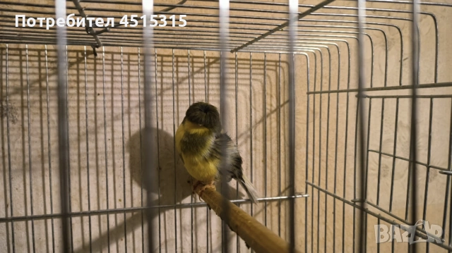 Last 2 Gloster males !