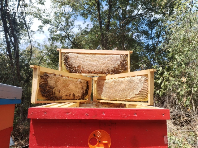 Пчелен мед, снимка 5 - Пчелни продукти - 52105328