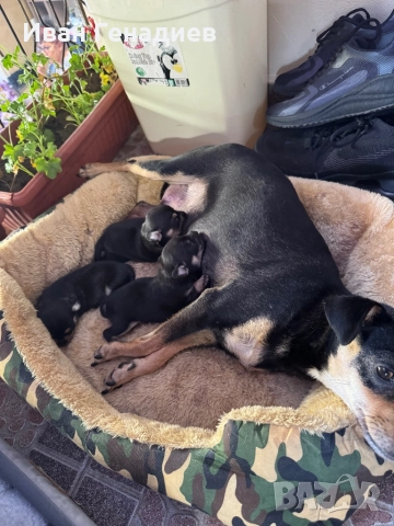 Пинчер, снимка 2 - Пинчер - 52678224