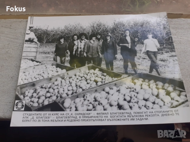 Снимка фотокопие Соц БТА ПресФото ябълкова реколта, снимка 2 - Антикварни и старинни предмети - 53330489