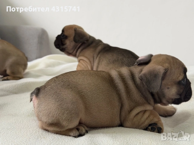 Френски булдог, снимка 3 - Френски булдог - 53222699