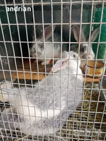 продавам  домашни зайци за клане, снимка 4 - Други животни - 53721028