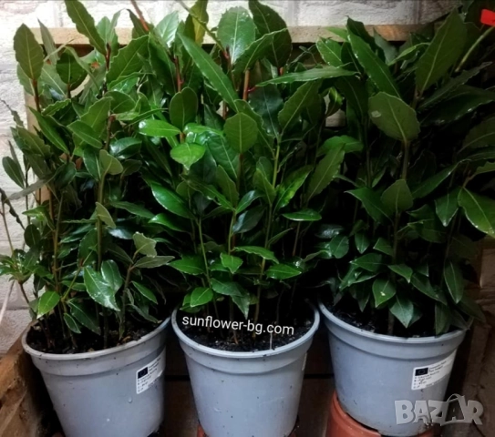 дафиново храстче за саксия, снимка 1