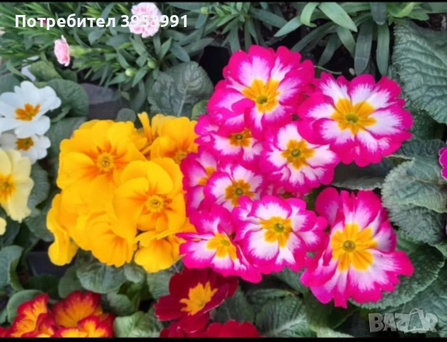 Иглика ароматна студоустойчива , снимка 3 - Градински цветя и растения - 53575530