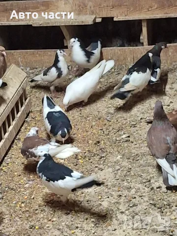 пазарджишки високолетачи със добри постижения 