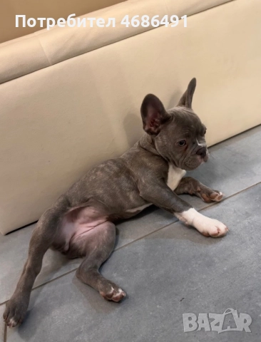 Син Френски Булдог, снимка 5 - Френски булдог - 52835830